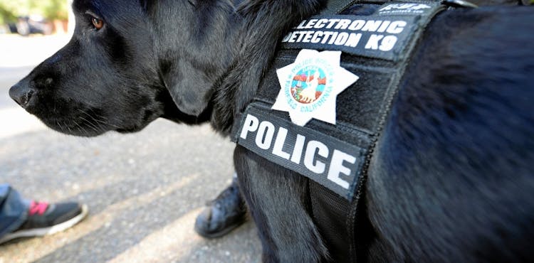 How O.U.R. and Jordan Detection K9 Are Putting ESD Detection K9s Across the Nation